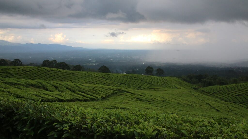 Kota Pagar Alam Kebun Teh